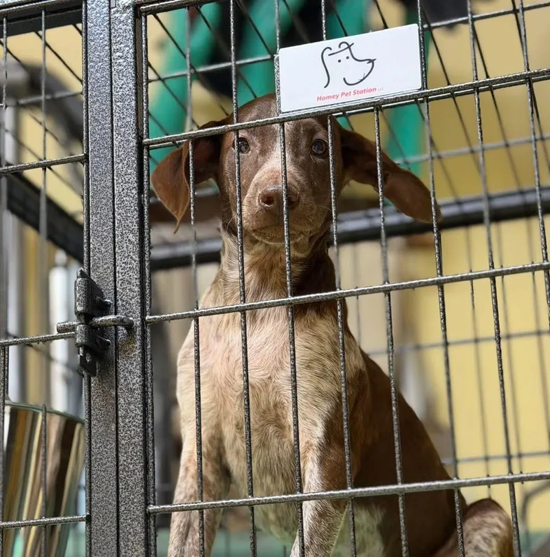 Dachshund Mixes thumbnail 4