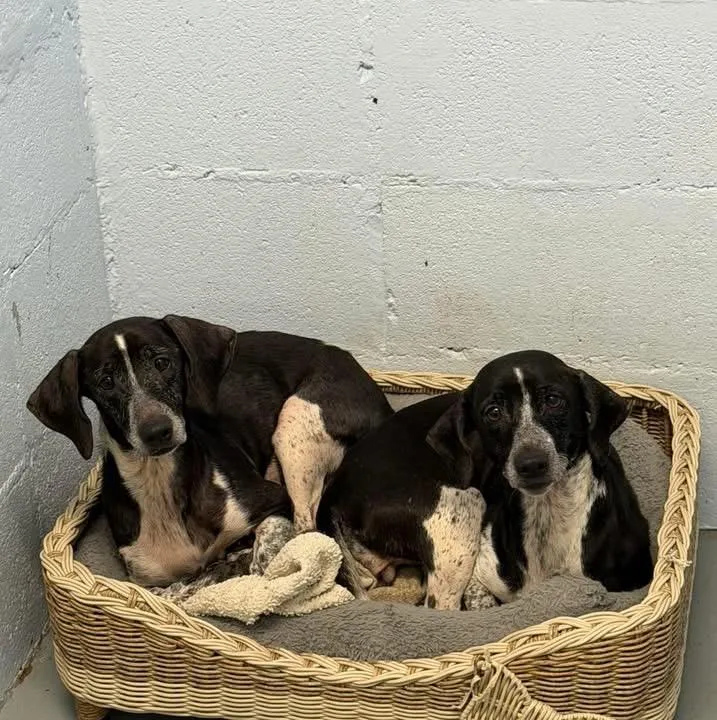 Dachshund Mixes thumbnail 5