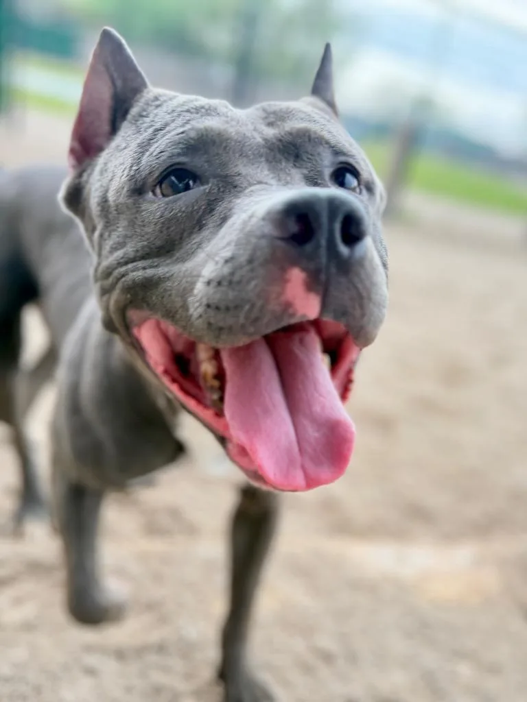A young medium-sized female Mixed Breed dog named Jersey for adoption in Muskegon, MI