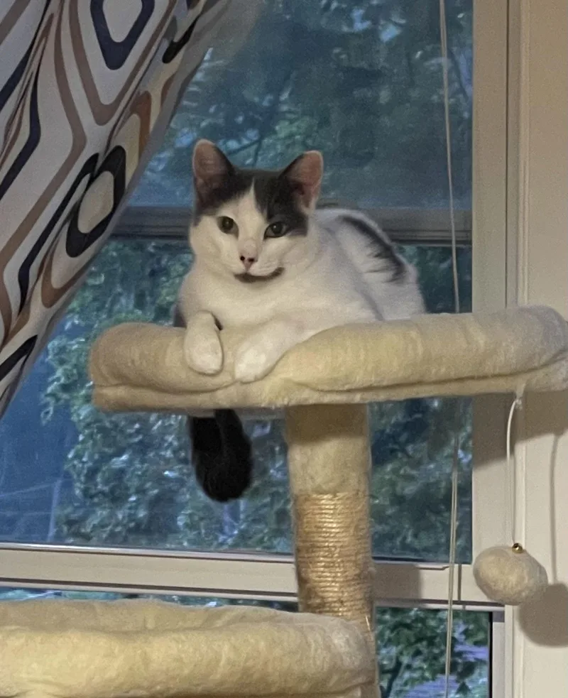 Merryweather thumbnail 2