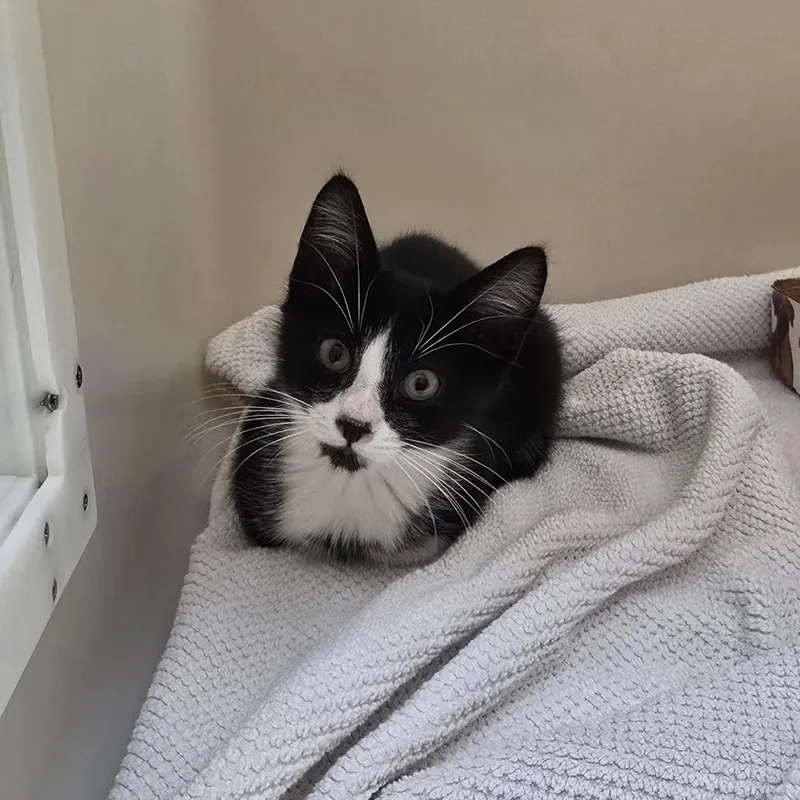A baby small-sized male Black Domestic Short Hair cat named Domino for adoption in Naples, FL