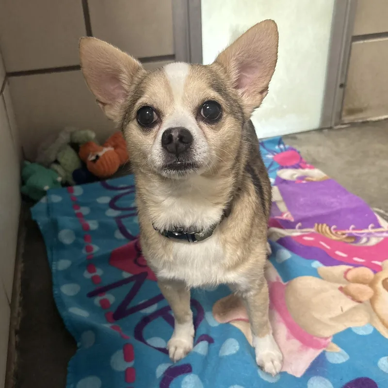 An adult small-sized male Apricot / Beige Chihuahua dog named Ricky for adoption in Waynesburg, PA