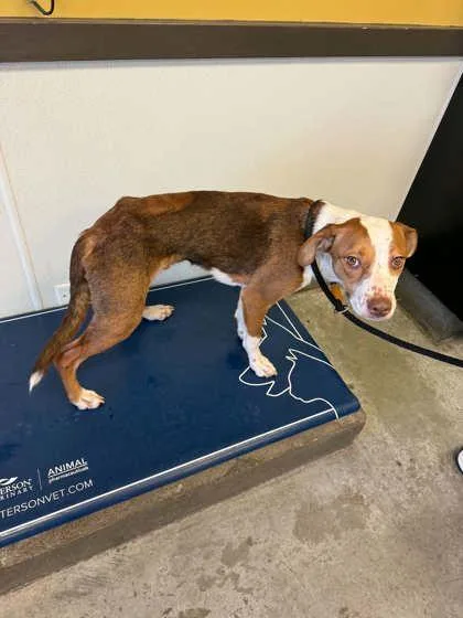 Lobster