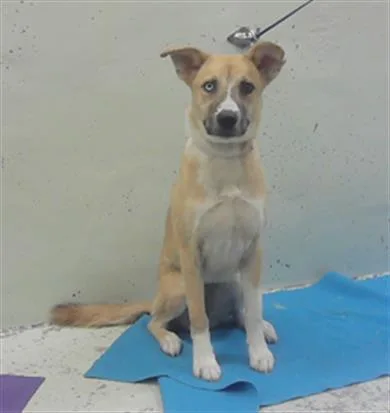 A young medium-sized female Siberian Husky dog named Sierra for adoption in Houston, TX