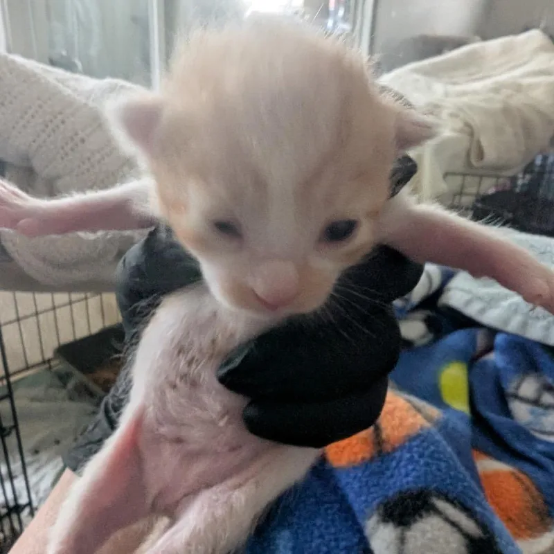 A baby small-sized male Orange / Red Domestic Short Hair cat named Ducky for adoption in Long Beach, CA