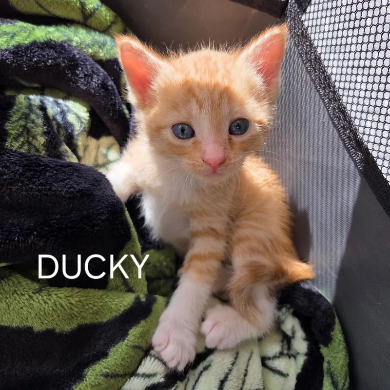 Ducky thumbnail 2