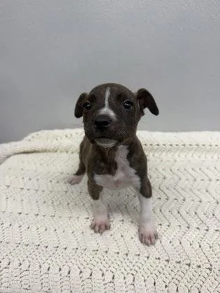 Jett