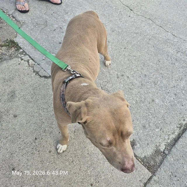 A young medium-sized female American Staffordshire Terrier dog named Adina for adoption in San Antonio, TX