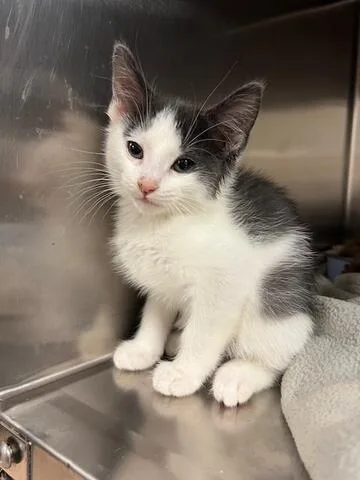 A baby medium-sized male Gray & White Domestic Short Hair cat named Construction Paper for adoption in Chambersburg, PA
