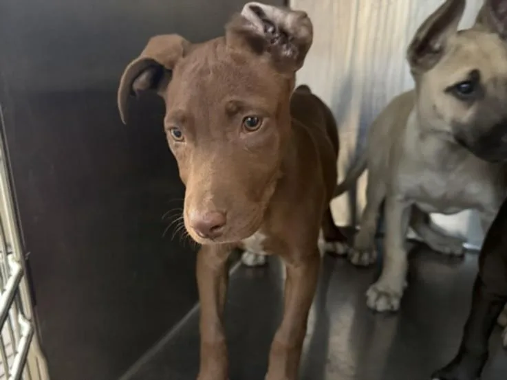 A baby large-sized female Staffordshire Bull Terrier dog named Goofy for adoption in Los Angeles, CA