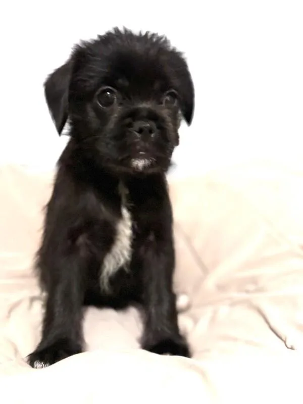 A baby medium-sized female Black Pug dog named Laguna for adoption in Van Nuys, CA