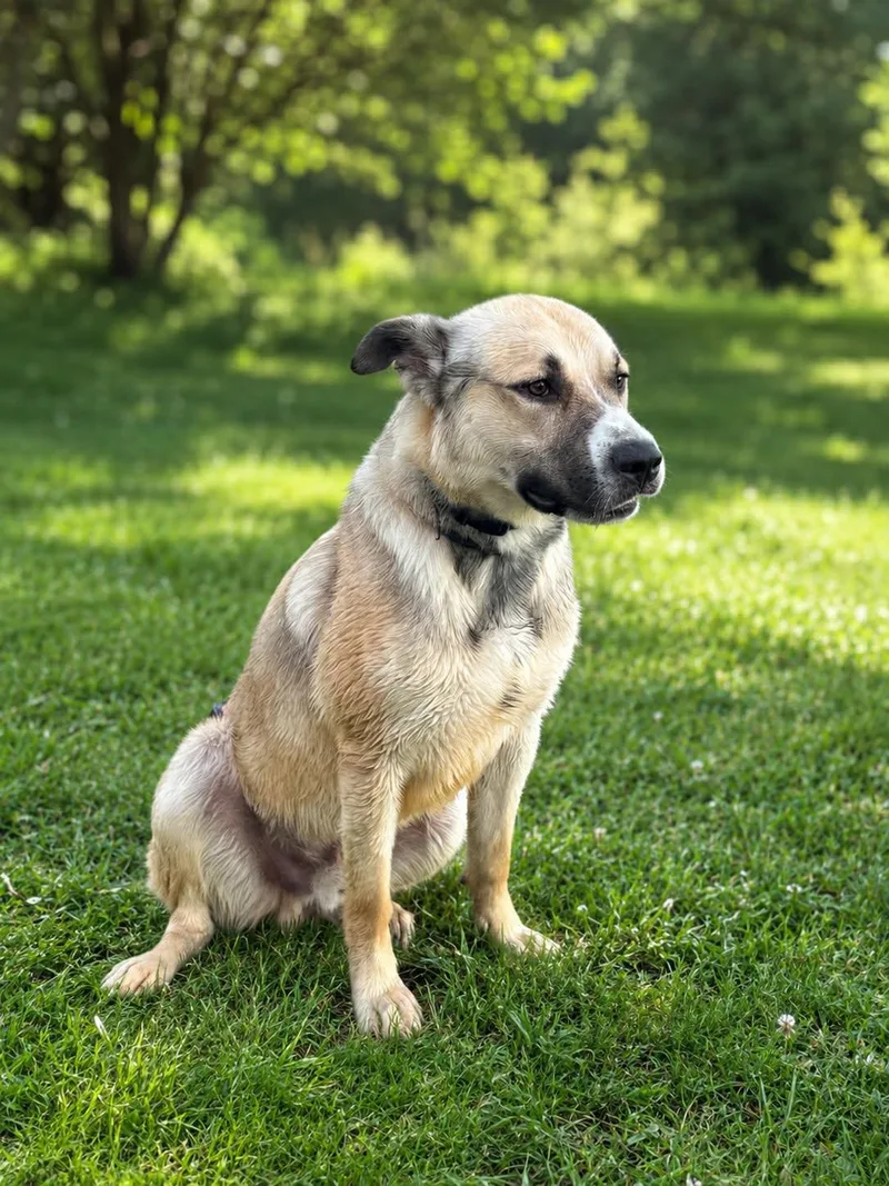 A young large-sized male Anatolian Shepherd dog named Shadow King for adoption in Allen, TX