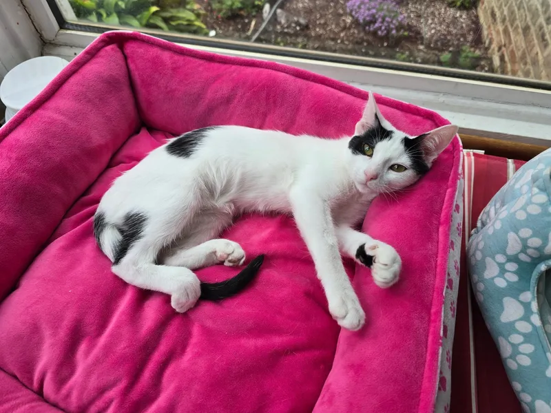 A baby small-sized female White Domestic Short Hair cat named Linen for adoption in Highland, IN