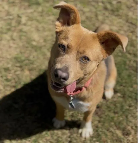 A young medium-sized female Tricolor (Brown, Black, & White) Shepherd dog named Pumpkin  Longtime Resident for adoption in Thousand Oaks, CA