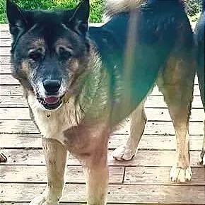An adult extra large-sized male Black Akita dog named Moose for adoption in Weatherford, TX