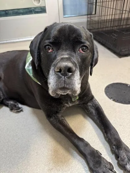 Bella Swan thumbnail 2