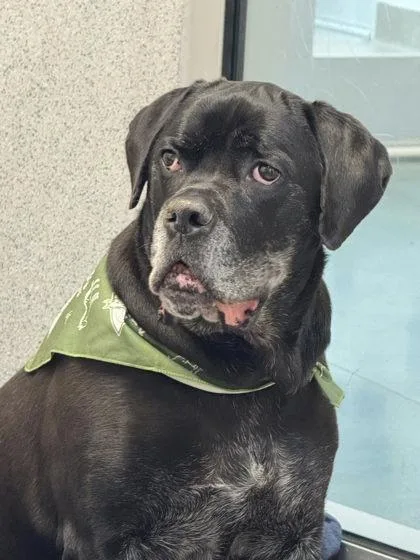 Bella Swan thumbnail 3