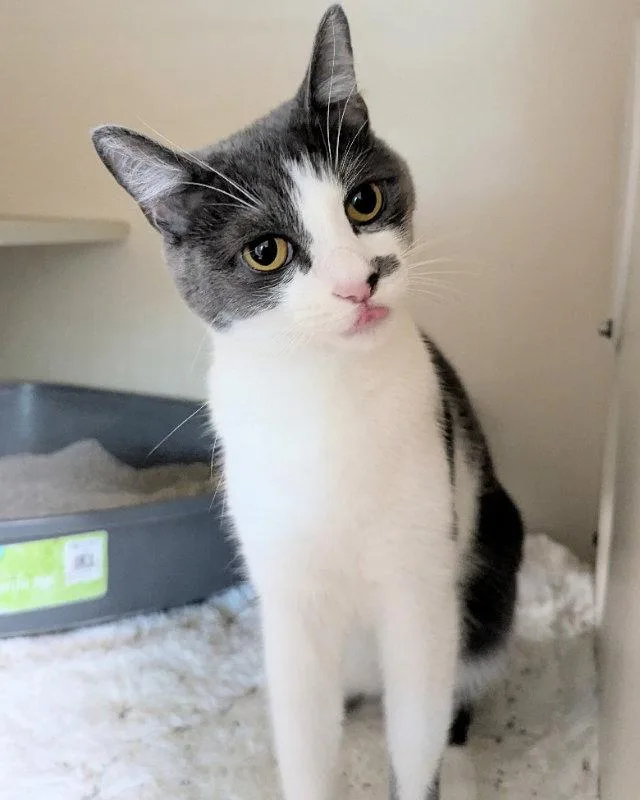 An adult medium-sized female Gray & White Domestic Short Hair cat named Lillyana for adoption in Ocala, FL