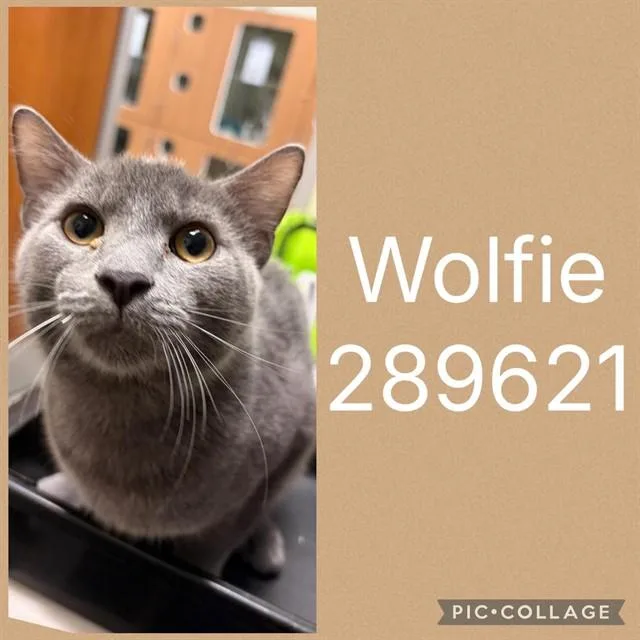 A baby small-sized male Domestic Medium Hair cat named Wolfie for adoption in Macon, GA
