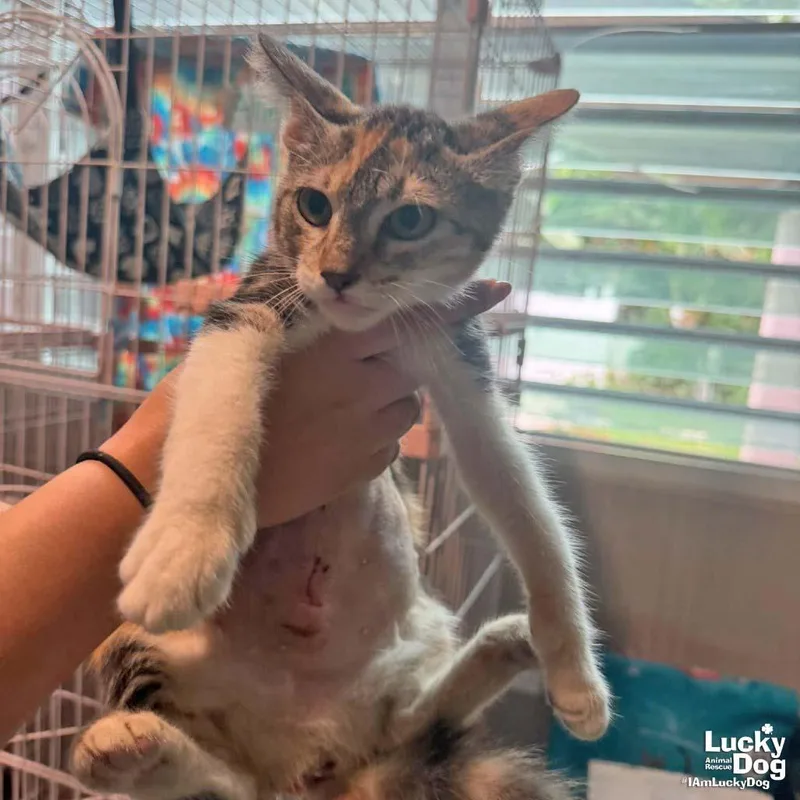 A baby medium-sized female Domestic Short Hair cat named Anna for adoption in Washington, DC
