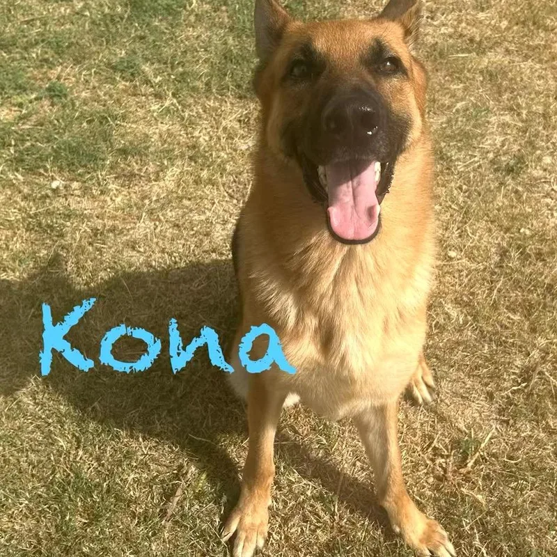 An adult large-sized male Brown / Chocolate German Shepherd Dog dog named Kona for adoption in Austin, TX