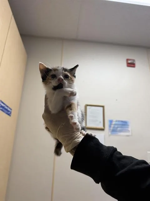 A baby small-sized female Domestic Short Hair cat named Zara for adoption in Salinas, CA