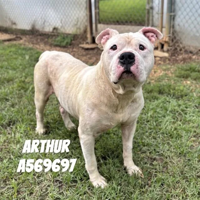 An adult large-sized male Pit Bull Terrier dog named Arthur for adoption in Huntsville, AL