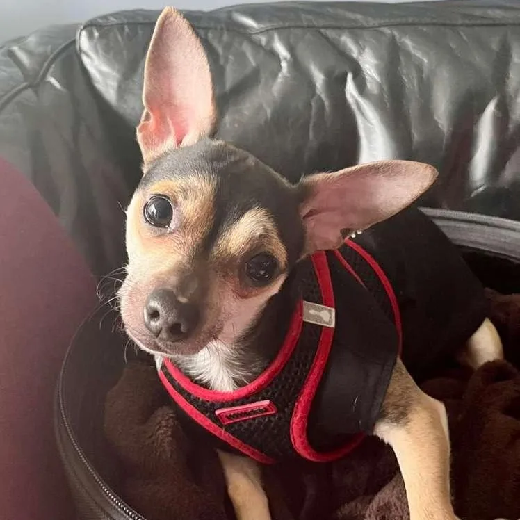A young small-sized male Tricolor (Brown, Black, & White) Chihuahua dog named Rooney for adoption in Yonkers, NY