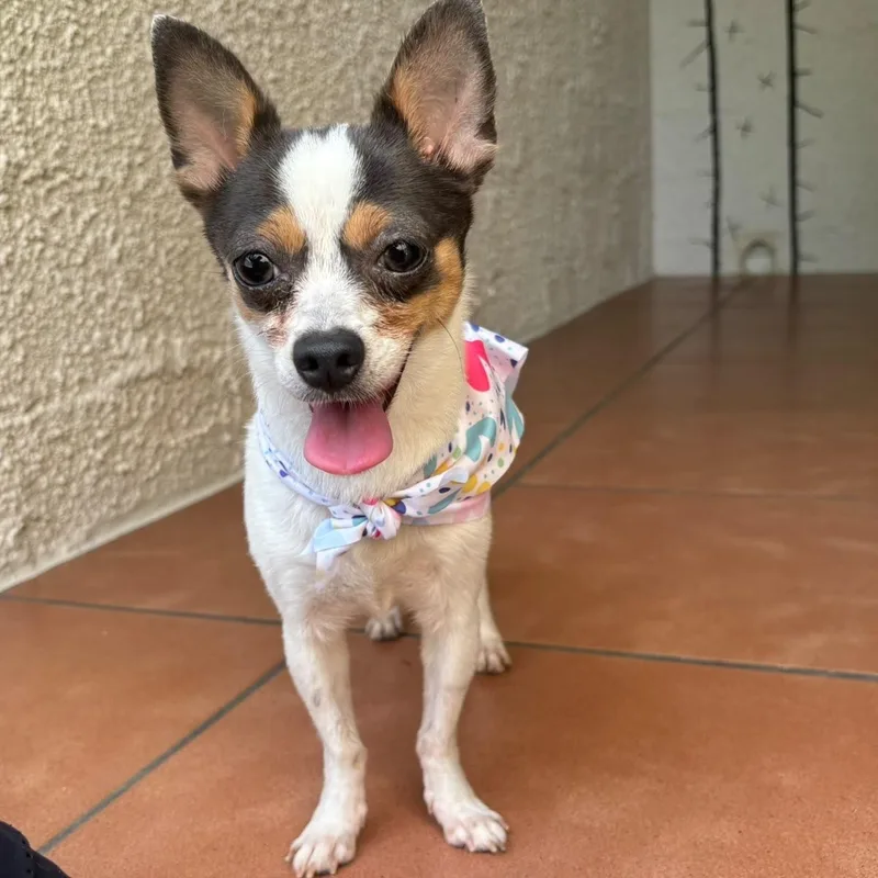An adult small-sized female Chihuahua dog named Lulu for adoption in Humacao, PR