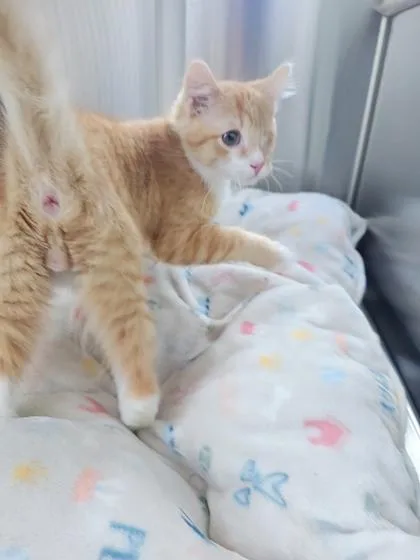 A baby small-sized male Domestic Short Hair cat named Harvey for adoption in Westland, MI