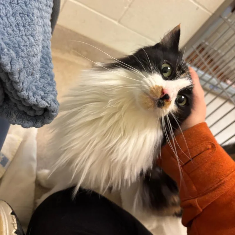 An adult medium-sized female Calico Domestic Long Hair cat named Callie for adoption in South Burlington, VT