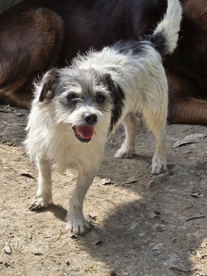 A young small-sized female Yorkshire Terrier dog named Ariel Scruffy Cutie for adoption in Oakhurst, NJ