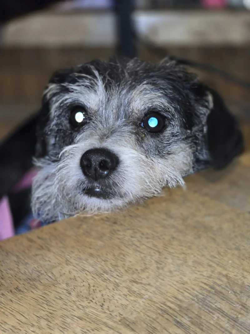 Ariel Scruffy Cutie thumbnail 3