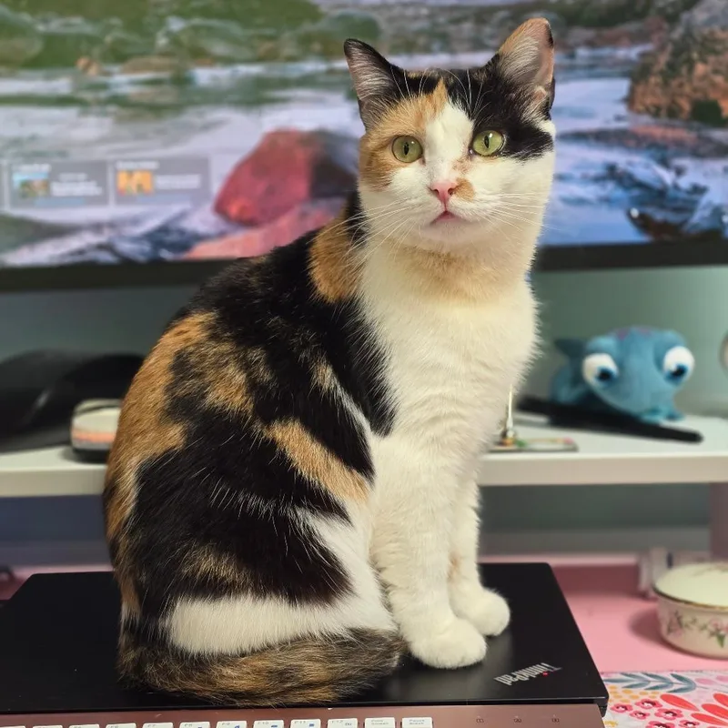 An adult medium-sized female Calico Domestic Short Hair cat named Simmy for adoption in Roanoke, VA