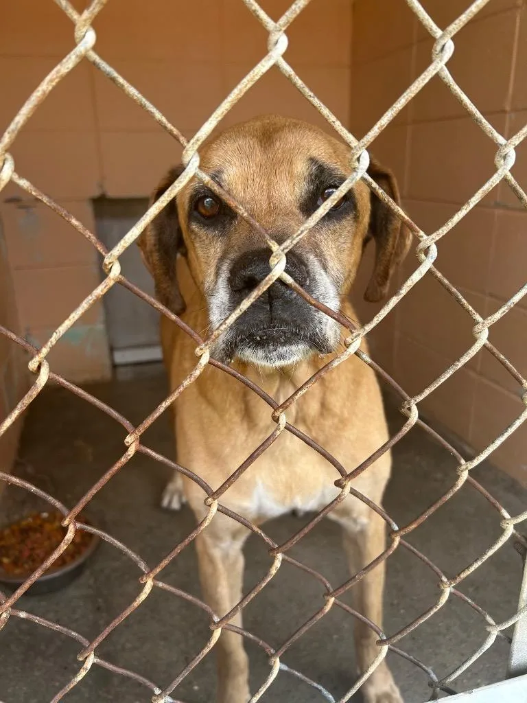 A senior medium-sized male Black Mouth Cur dog named Leo for adoption in Gautier, MS