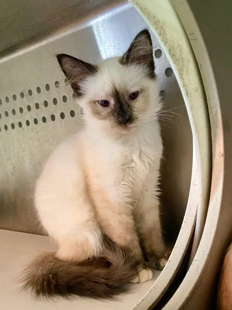 A baby medium-sized female Siamese cat named Shirley Temple for adoption in Youngsville, NC