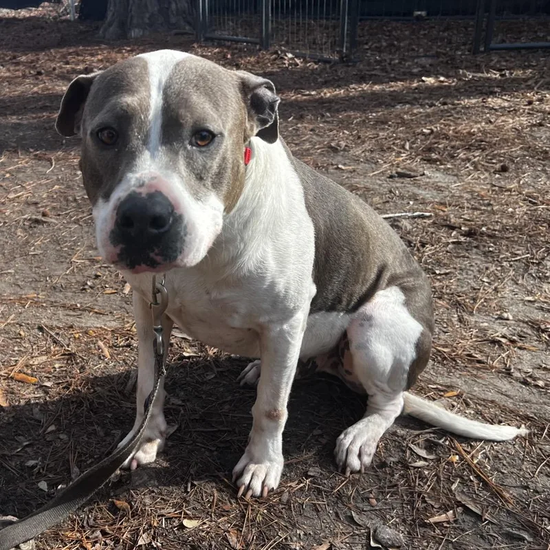 Franklin thumbnail 2