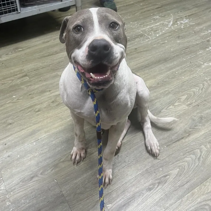 Franklin thumbnail 3