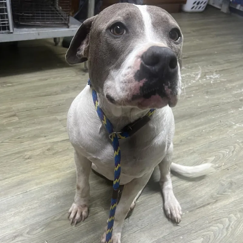 Franklin thumbnail 4