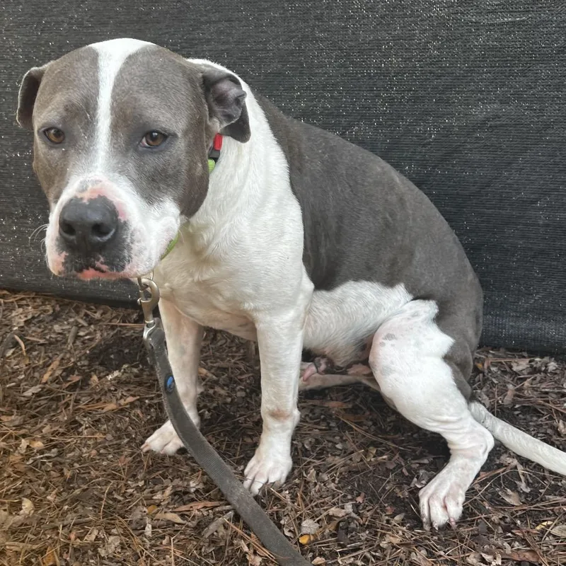 Franklin thumbnail 5