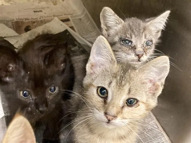 A baby small-sized male Domestic Short Hair cat named Baraka for adoption in Tustin, CA