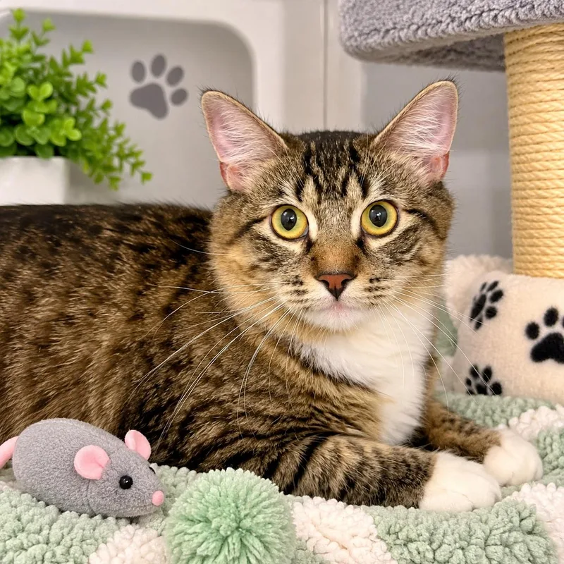 A young medium-sized female Tabby (Brown / Chocolate) Domestic Long Hair cat named Jordan for adoption in Winter Haven, FL