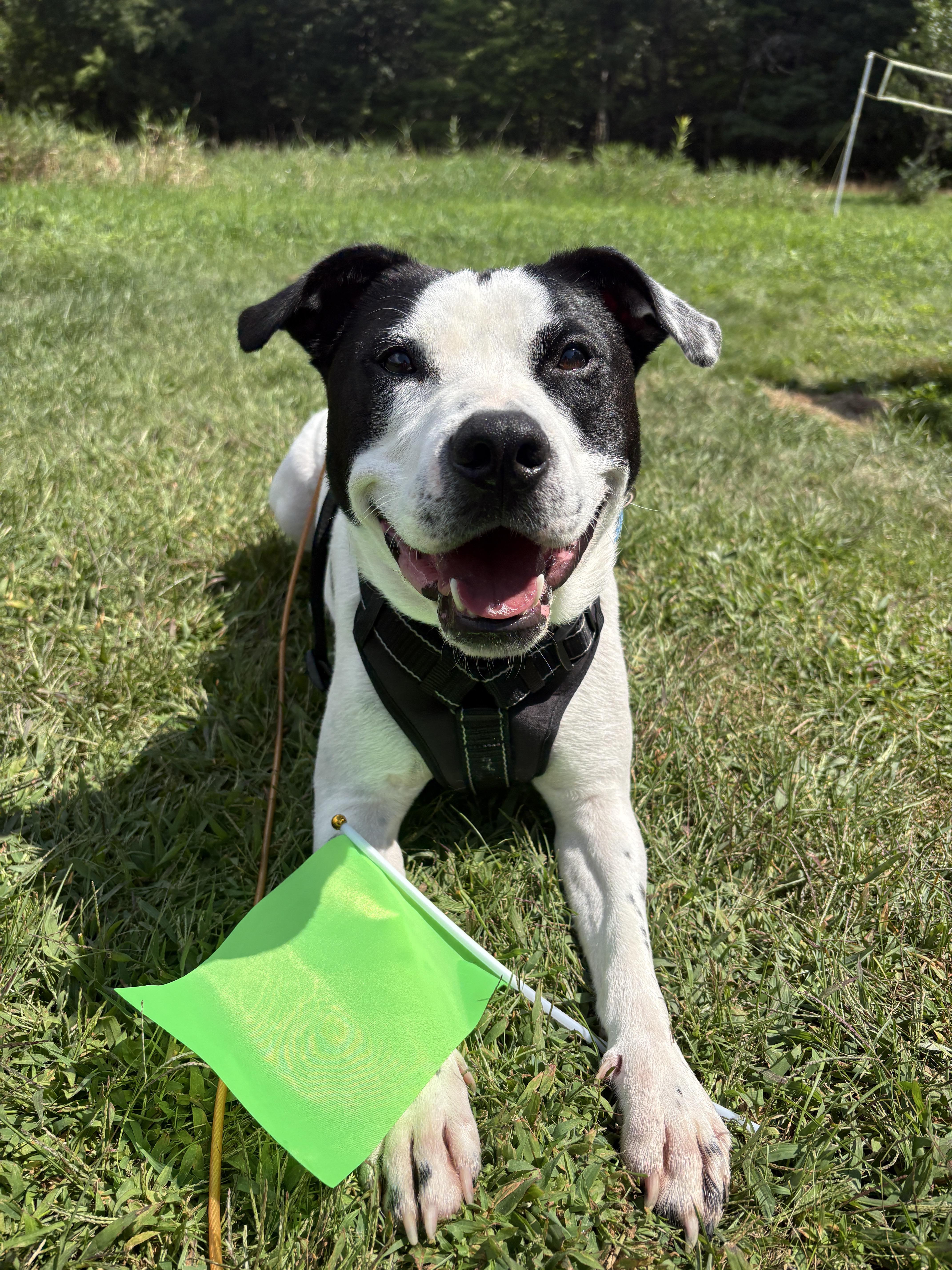 A young medium-sized male Black Pit Bull Terrier dog named Marino for adoption in New Boston, NH
