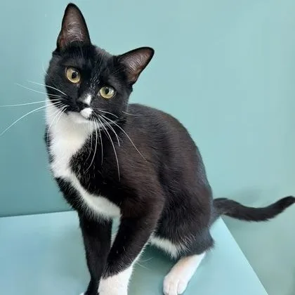 An adult medium-sized female Black & White / Tuxedo Domestic Short Hair cat named Princess for adoption in Santa Cruz, CA