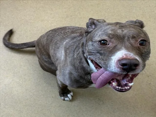 An adult large-sized female Pit Bull Terrier dog named Daisy for adoption in Derwood, MD