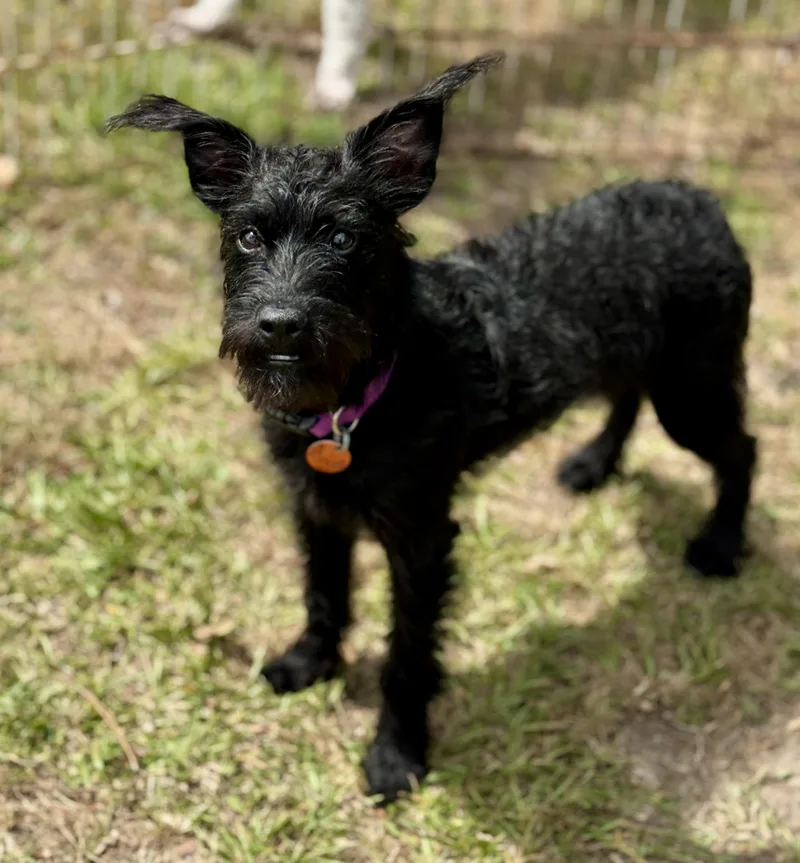 A baby small-sized female Black Poodle (Toy) dog named Liberty for adoption in Lucedale, MS