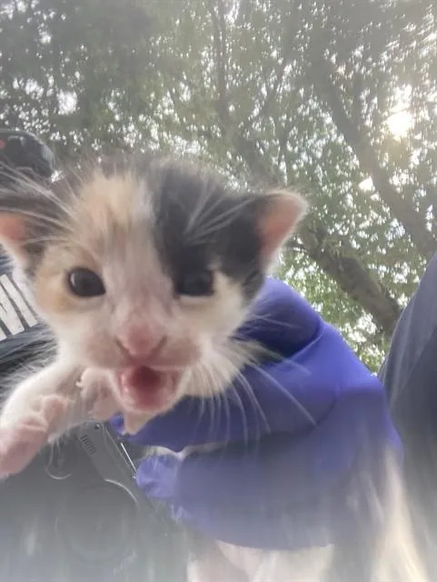 A baby small-sized female Domestic Short Hair cat named Pewey for adoption in Dallas, TX