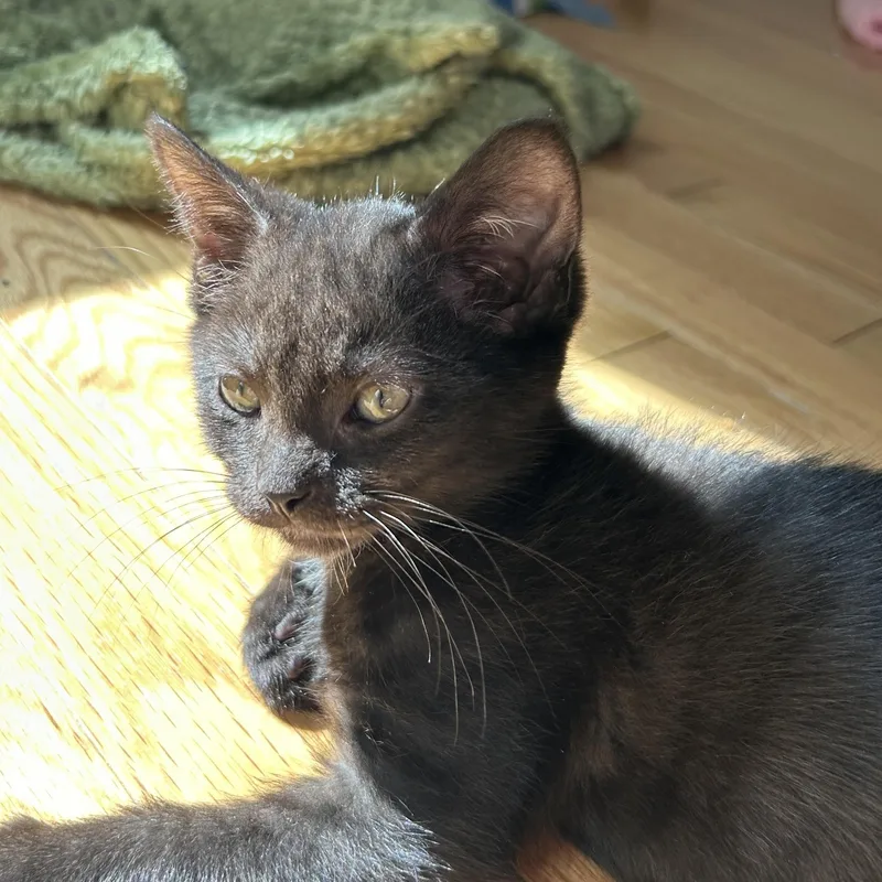 A baby small-sized male Black Domestic Short Hair cat named Reykjanes for adoption in Alexandria, VA