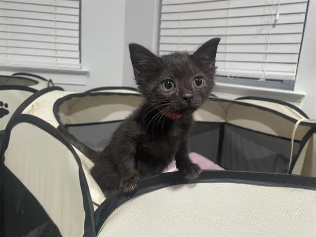 A baby small-sized female Domestic Short Hair cat named Lacy for adoption in Charlotte, NC