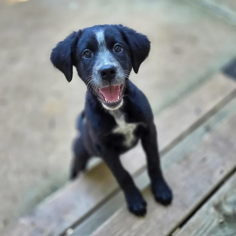 A baby medium-sized female Tricolor (Brown, Black, & White) Rottweiler dog named Praline for adoption in Wake Forest, NC